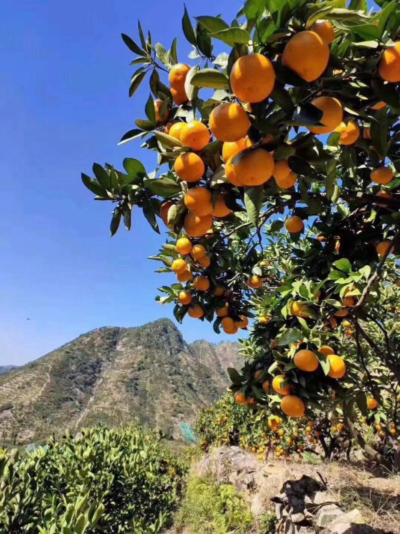 涌泉蜜橘，高山蜜橘