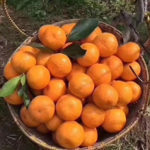 涌泉蜜橘，高山蜜橘