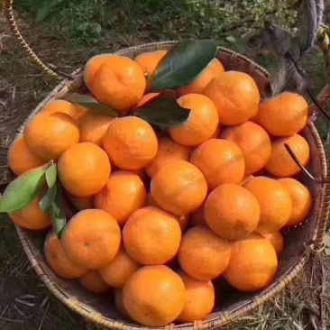 涌泉蜜橘，高山蜜橘