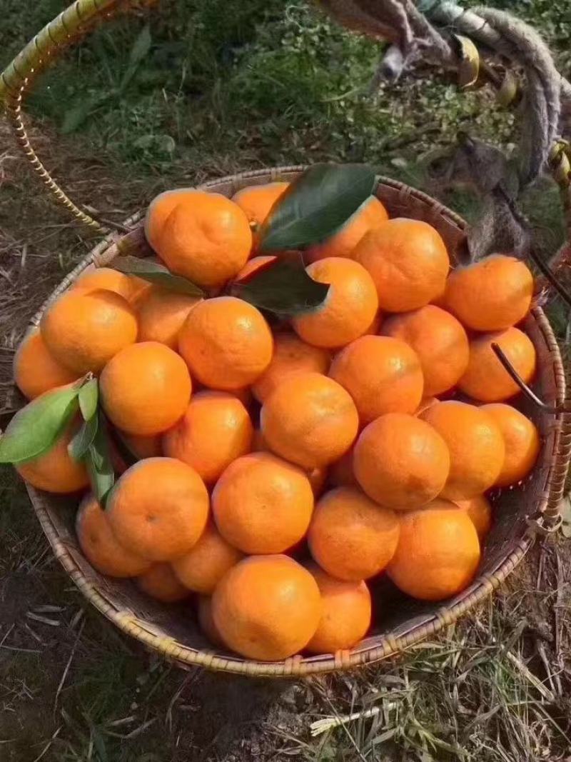 涌泉蜜橘，高山蜜橘