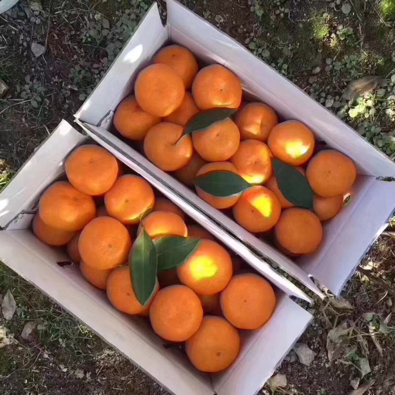 涌泉蜜橘，高山蜜橘