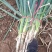 【实力】新野大葱南阳铁秆大葱产地直发大量供货按需分拣保质保量