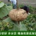 广东凉薯土瓜农家现挖现发质量保证当季新鲜大量货豆薯地瓜