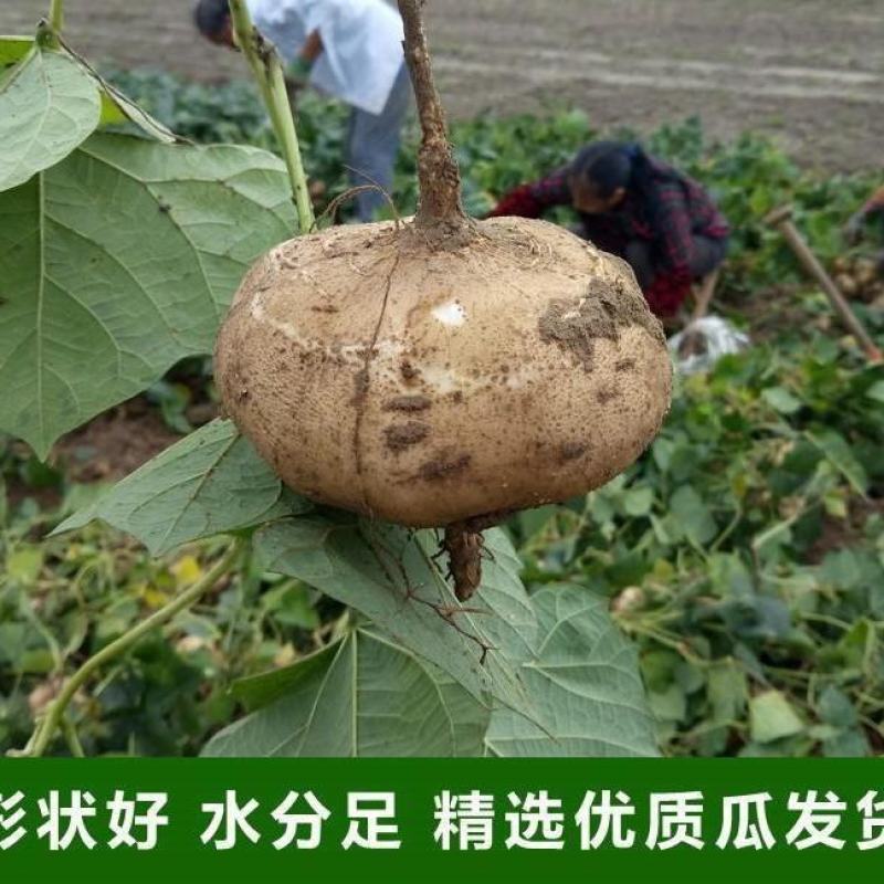 广东凉薯土瓜农家现挖现发质量保证当季新鲜大量货豆薯地瓜