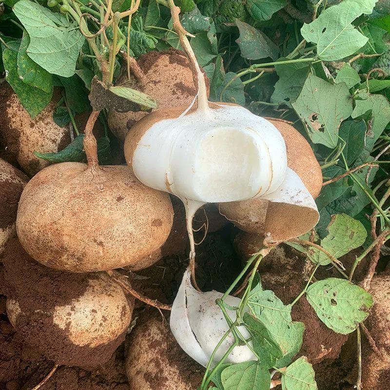 广东凉薯土瓜农家现挖现发质量保证当季新鲜大量货豆薯地瓜