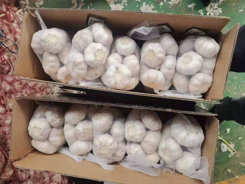 金乡大蒜山东大蒜高品质出口内销加工
