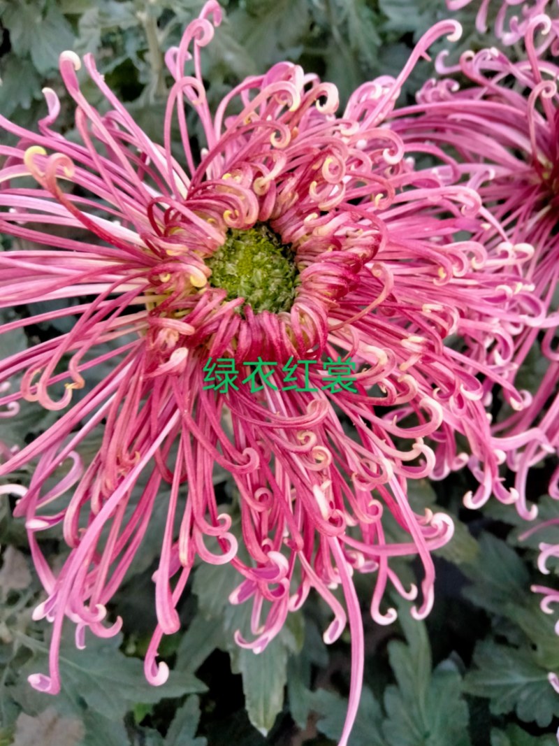 菊花