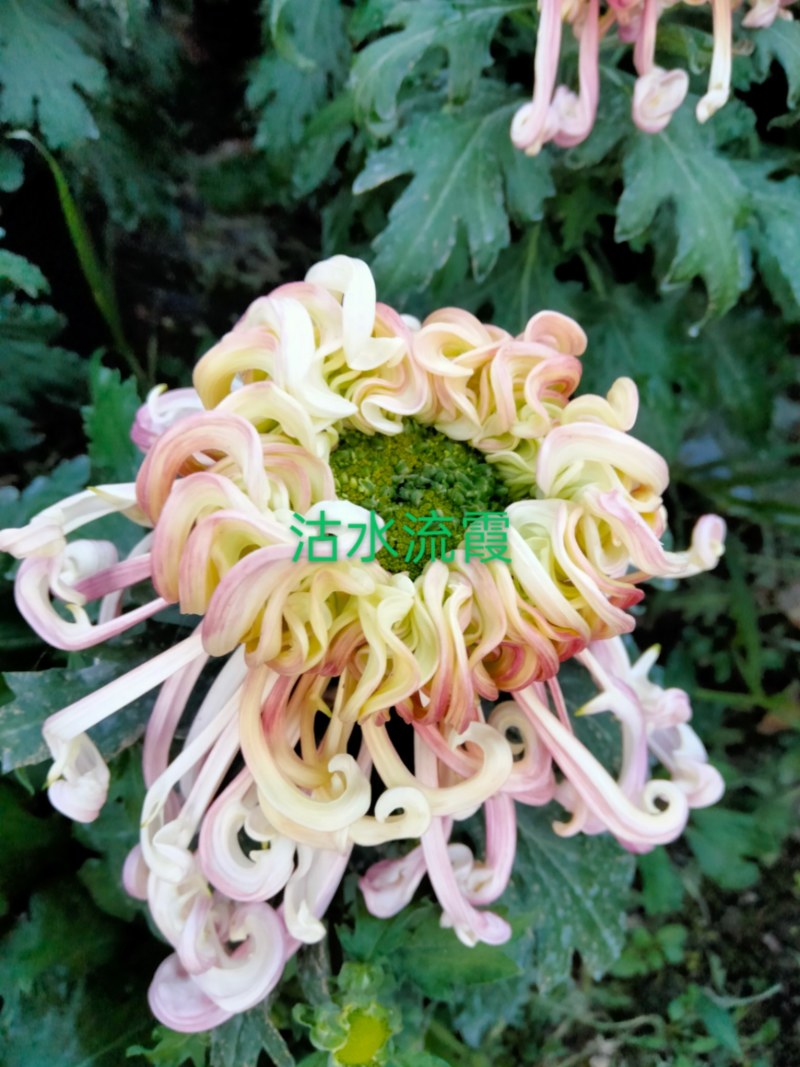 菊花