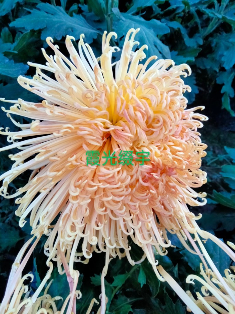 菊花