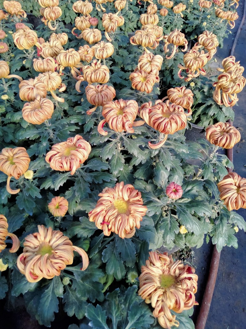 菊花