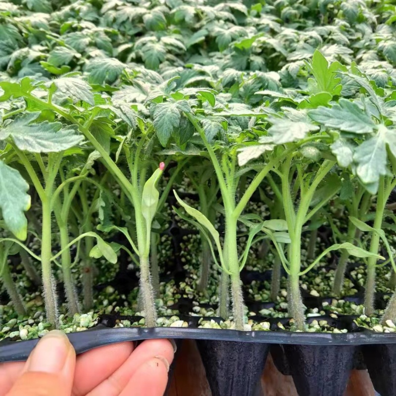 釜山88小西红柿苗抗病性好糖度高精品小西红柿苗