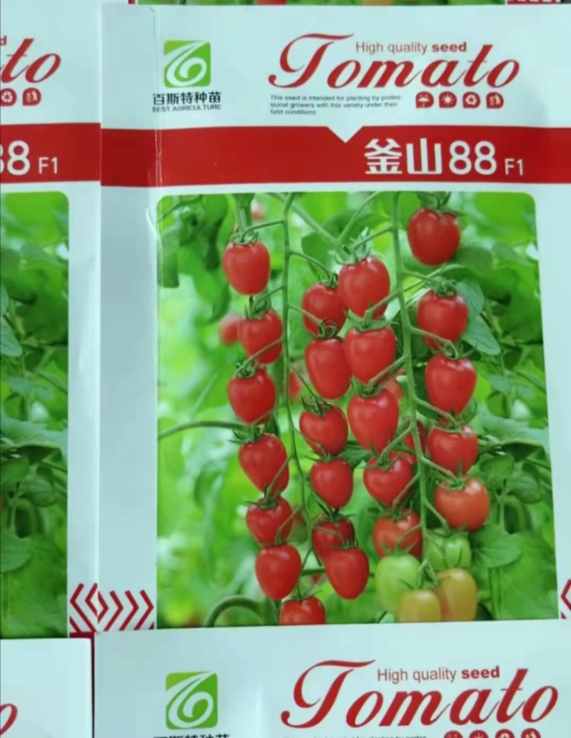 釜山88小西红柿苗抗病性好糖度高精品小西红柿苗
