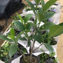 栀子花大量经营欢迎订购联系我
