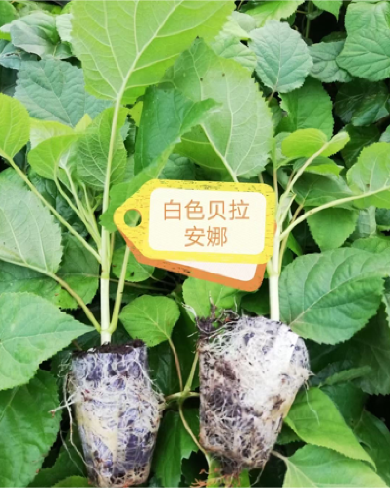八仙花种苗绣球花苗大海蓝小海蓝绣球裸根苗无尽夏