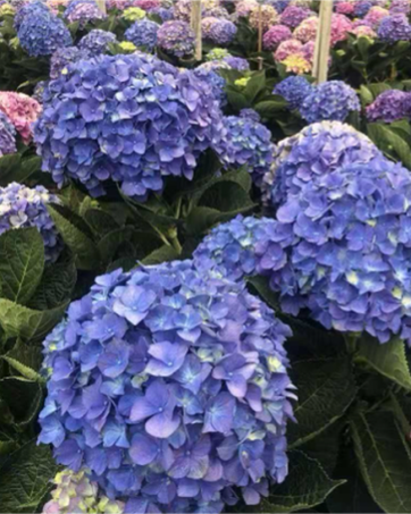 八仙花种苗绣球花苗大海蓝小海蓝绣球裸根苗无尽夏