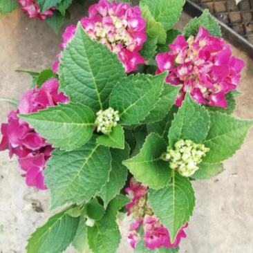 八仙花种苗绣球花苗大海蓝小海蓝绣球裸根苗无尽夏