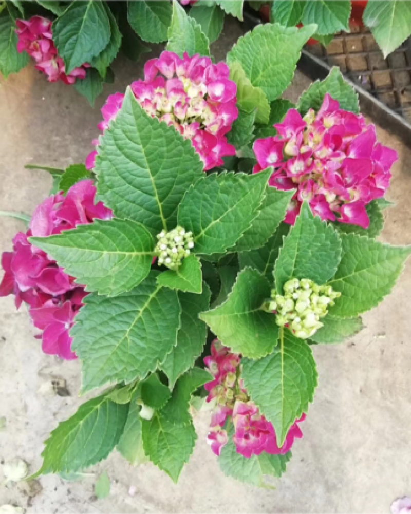 八仙花种苗绣球花苗大海蓝小海蓝绣球裸根苗无尽夏