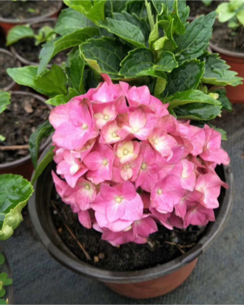 八仙花种苗绣球花苗大海蓝小海蓝绣球裸根苗无尽夏