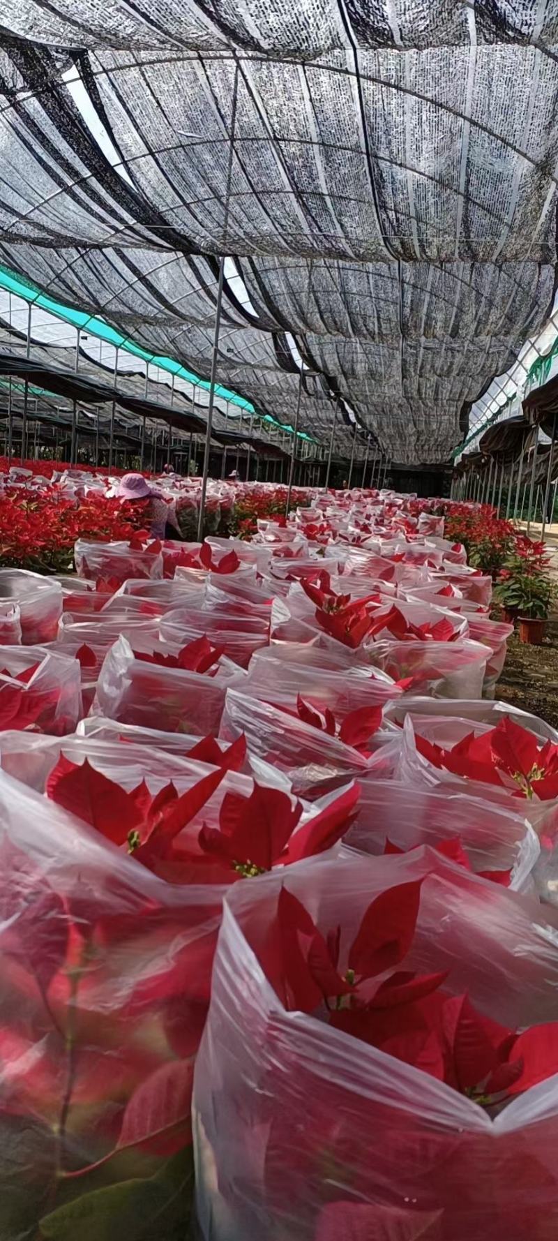 一品红，圣诞红，基地直发，欢迎来基地参观