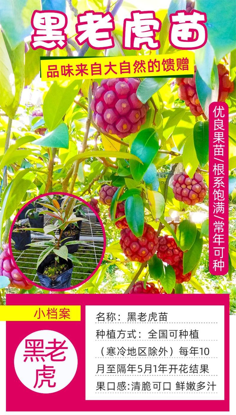 大量供应黑老虎果苗布福娜树苗南北庭院藤木盆栽苗