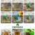 大量供应黑老虎果苗布福娜树苗南北庭院藤木盆栽苗
