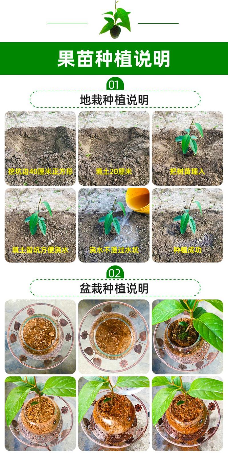 大量供应黑老虎果苗布福娜树苗南北庭院藤木盆栽苗