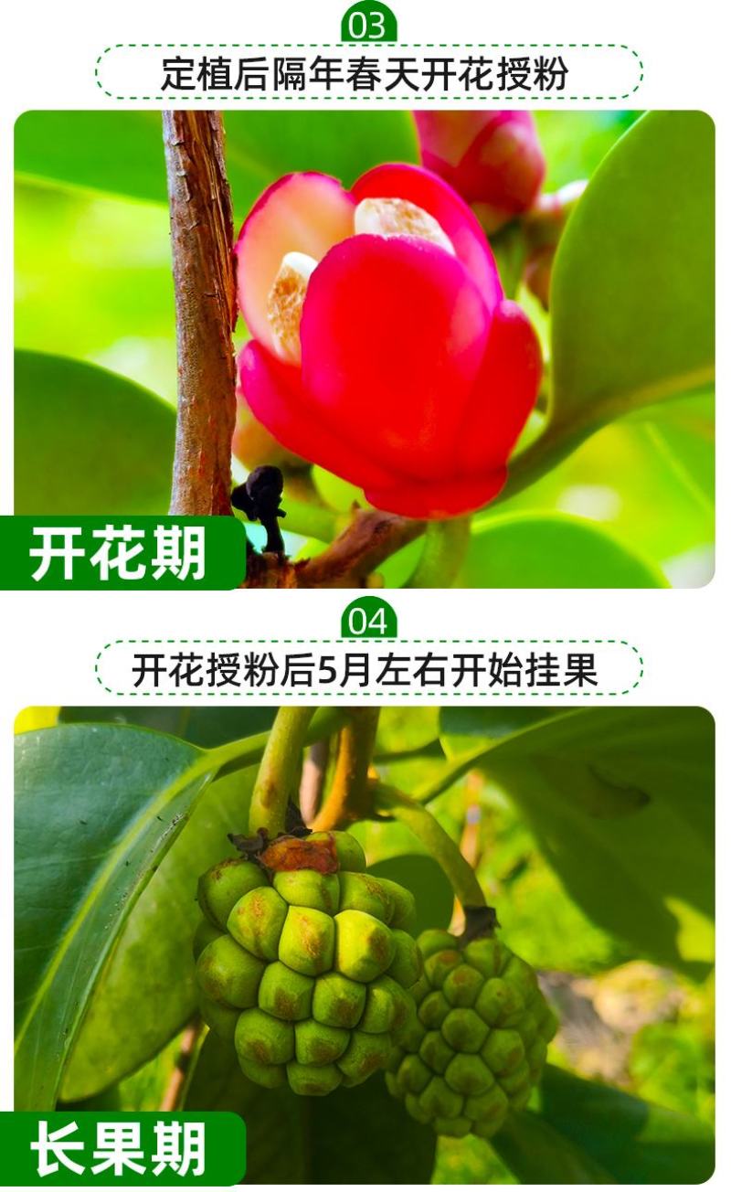 大量供应黑老虎果苗布福娜树苗南北庭院藤木盆栽苗