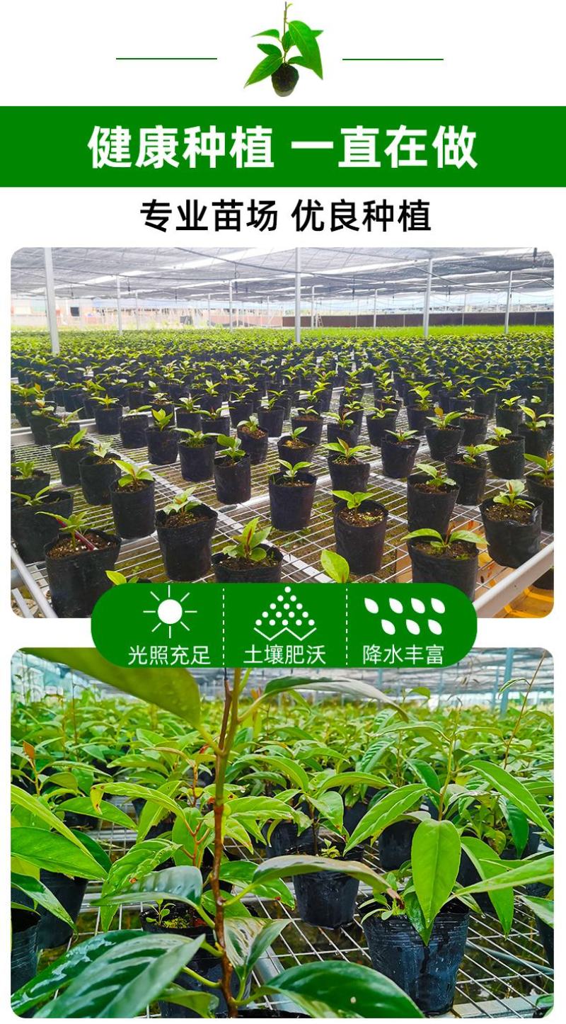 大量供应黑老虎果苗布福娜树苗南北庭院藤木盆栽苗