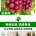 大量供应黑老虎果苗布福娜树苗南北庭院藤木盆栽苗