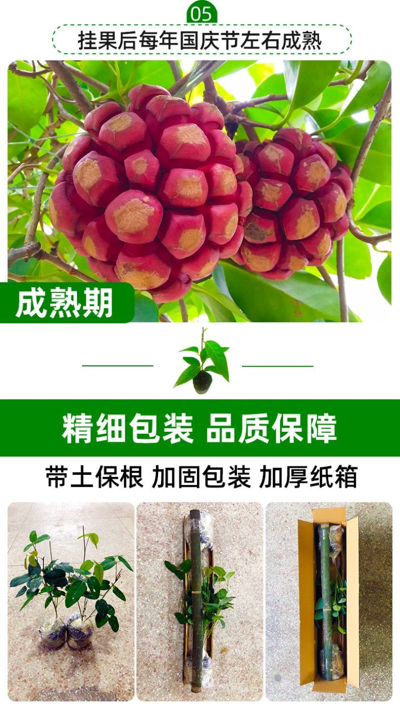 大量供应黑老虎果苗布福娜树苗南北庭院藤木盆栽苗
