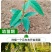 大量供应黑老虎果苗布福娜树苗南北庭院藤木盆栽苗