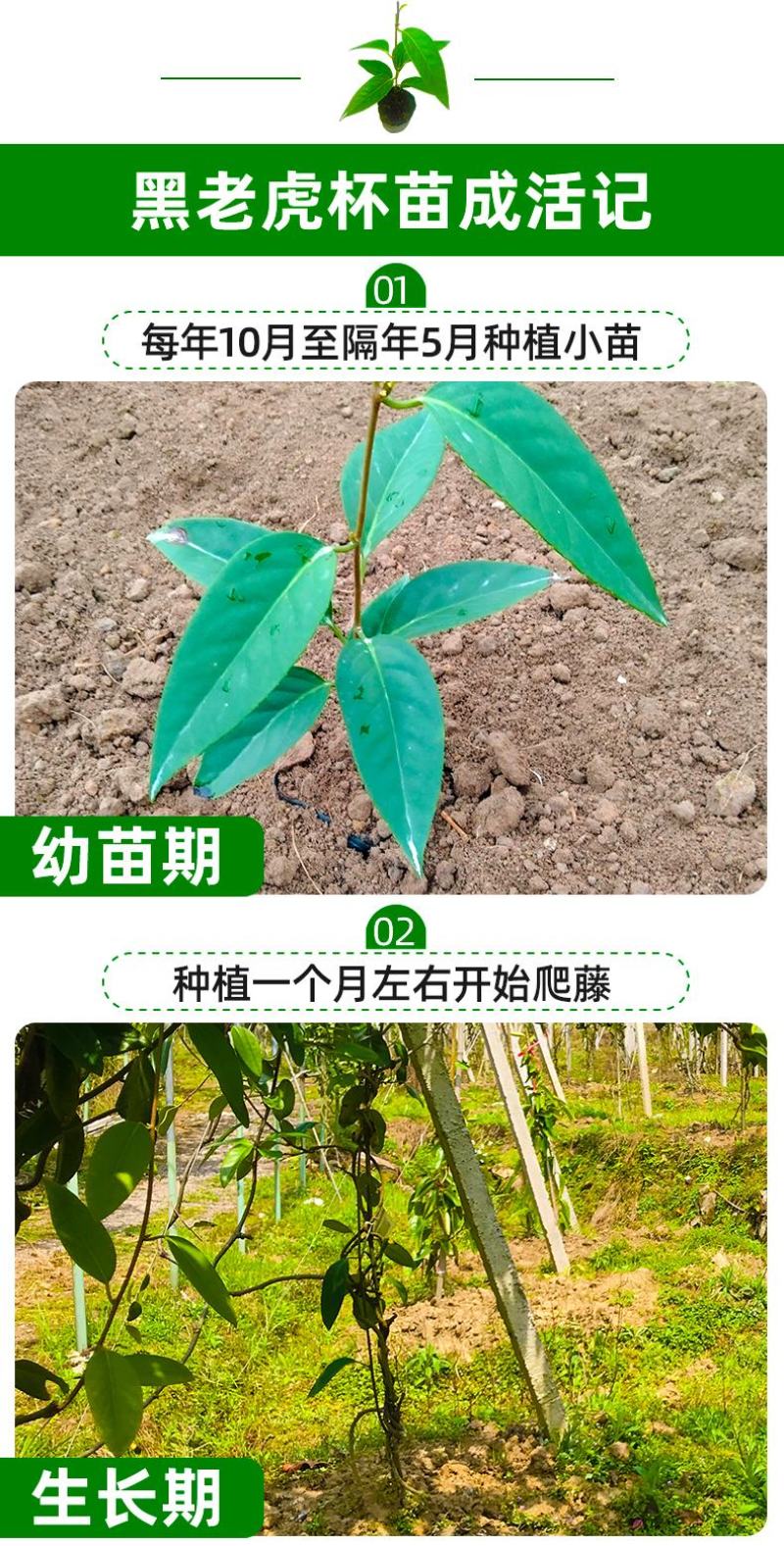 大量供应黑老虎果苗布福娜树苗南北庭院藤木盆栽苗