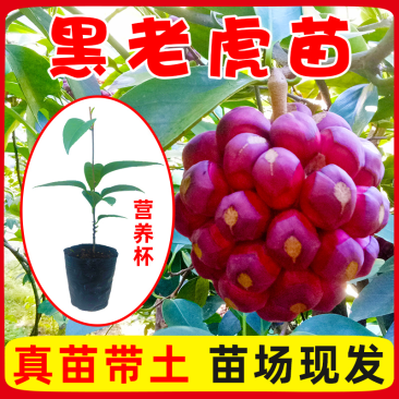 大量供应黑老虎果苗布福娜树苗南北庭院藤木盆栽苗