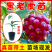 大量供应黑老虎果苗布福娜树苗南北庭院藤木盆栽苗