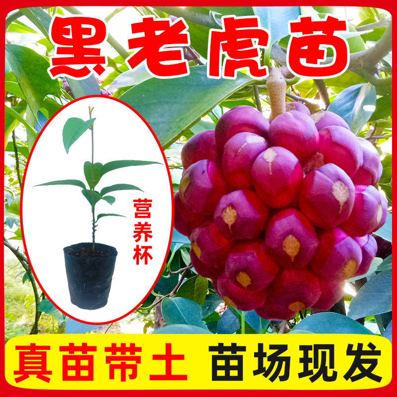 大量供应黑老虎果苗布福娜树苗南北庭院藤木盆栽苗