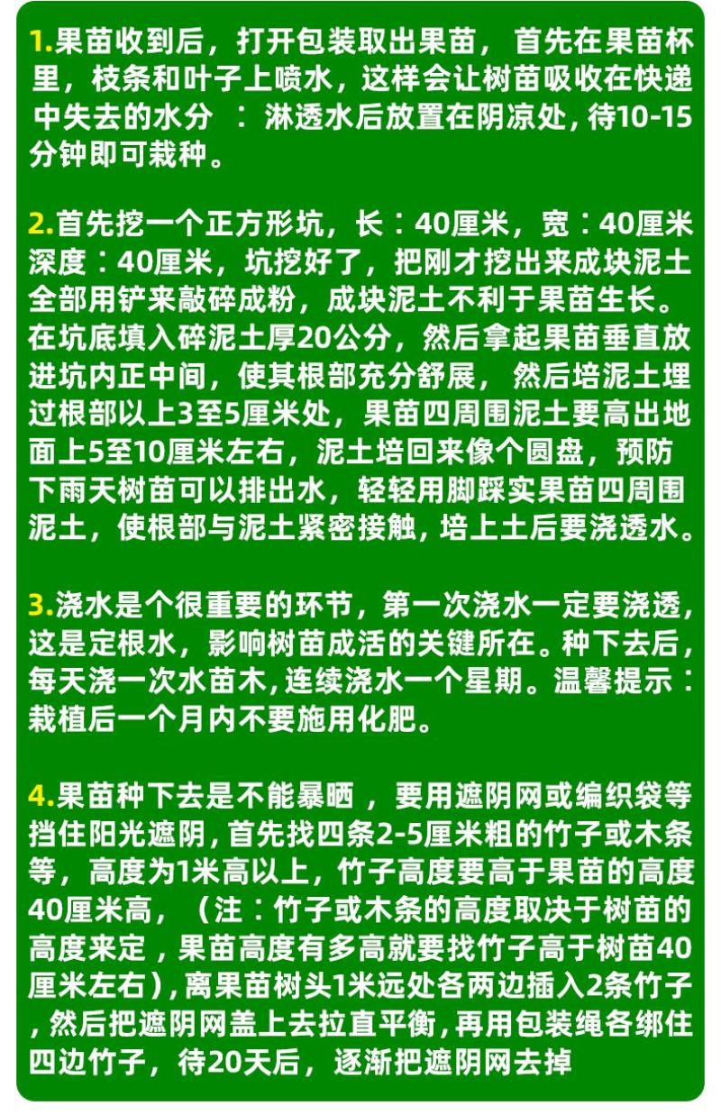 大量供应黑老虎果苗布福娜树苗南北庭院藤木盆栽苗
