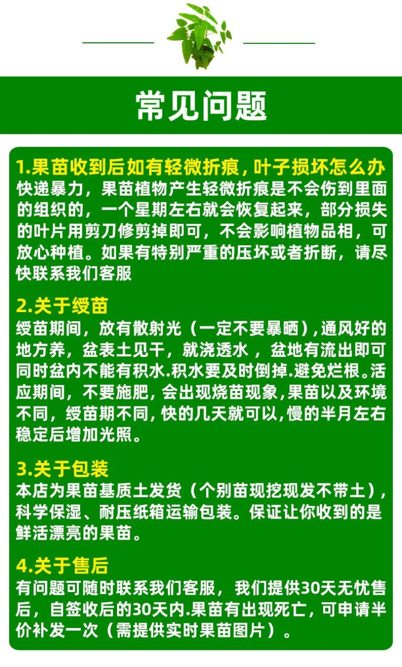 大量供应黑老虎果苗布福娜树苗南北庭院藤木盆栽苗