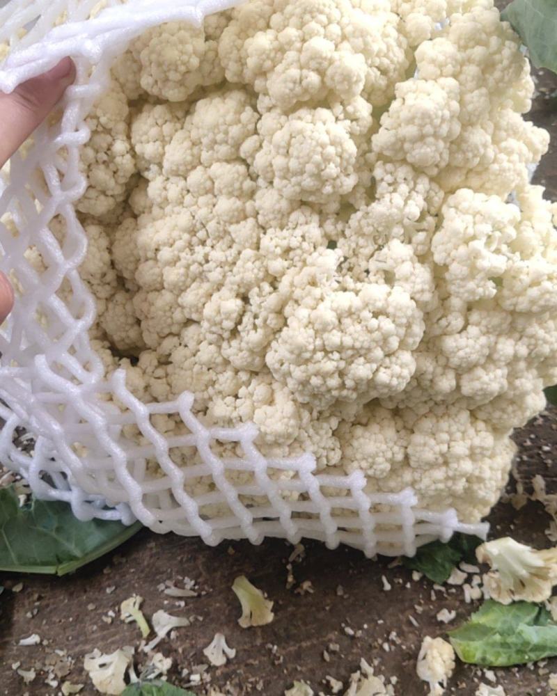 青梗有机花菜松花菜漳州基地一手货源实力代办一条龙服务