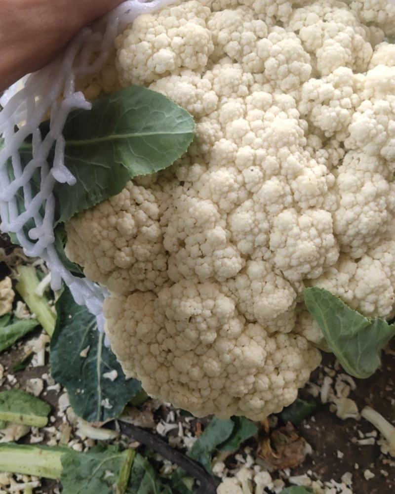 青梗有机花菜松花菜漳州基地一手货源实力代办一条龙服务