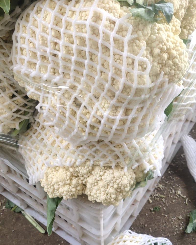 青梗有机花菜松花菜漳州基地一手货源实力代办一条龙服务