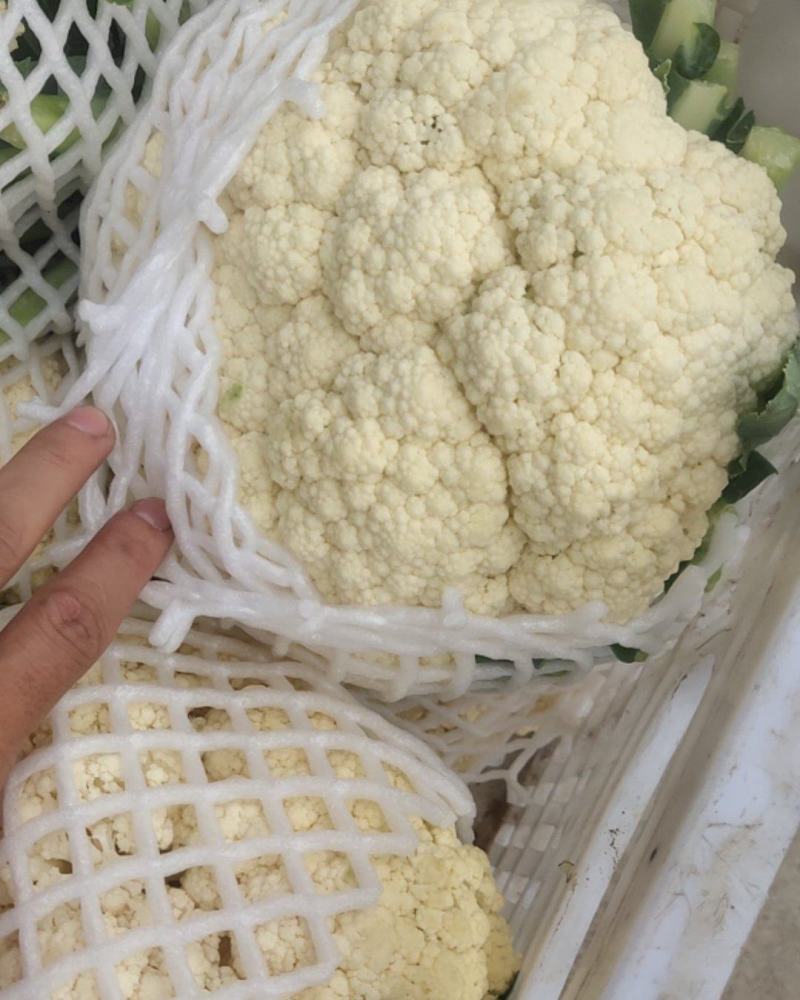 青梗有机花菜松花菜漳州基地一手货源实力代办一条龙服务
