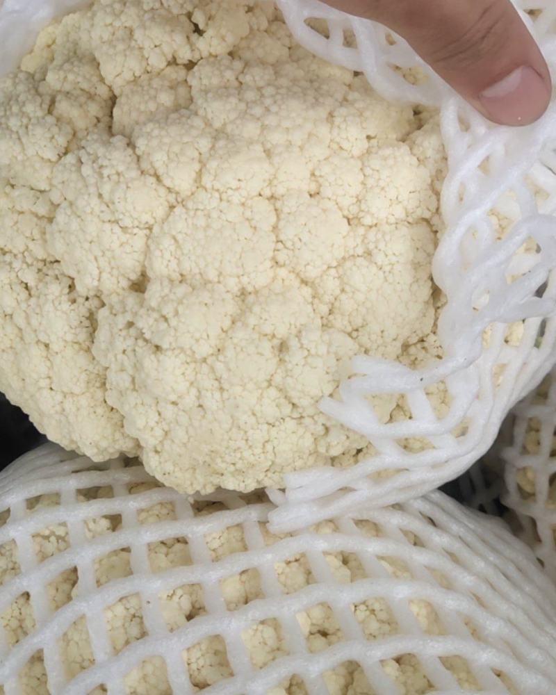 青梗有机花菜松花菜漳州基地一手货源实力代办一条龙服务