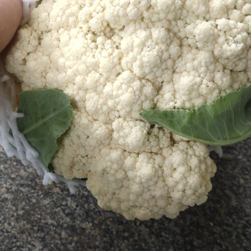 青梗有机花菜松花菜漳州基地一手货源实力代办一条龙服务