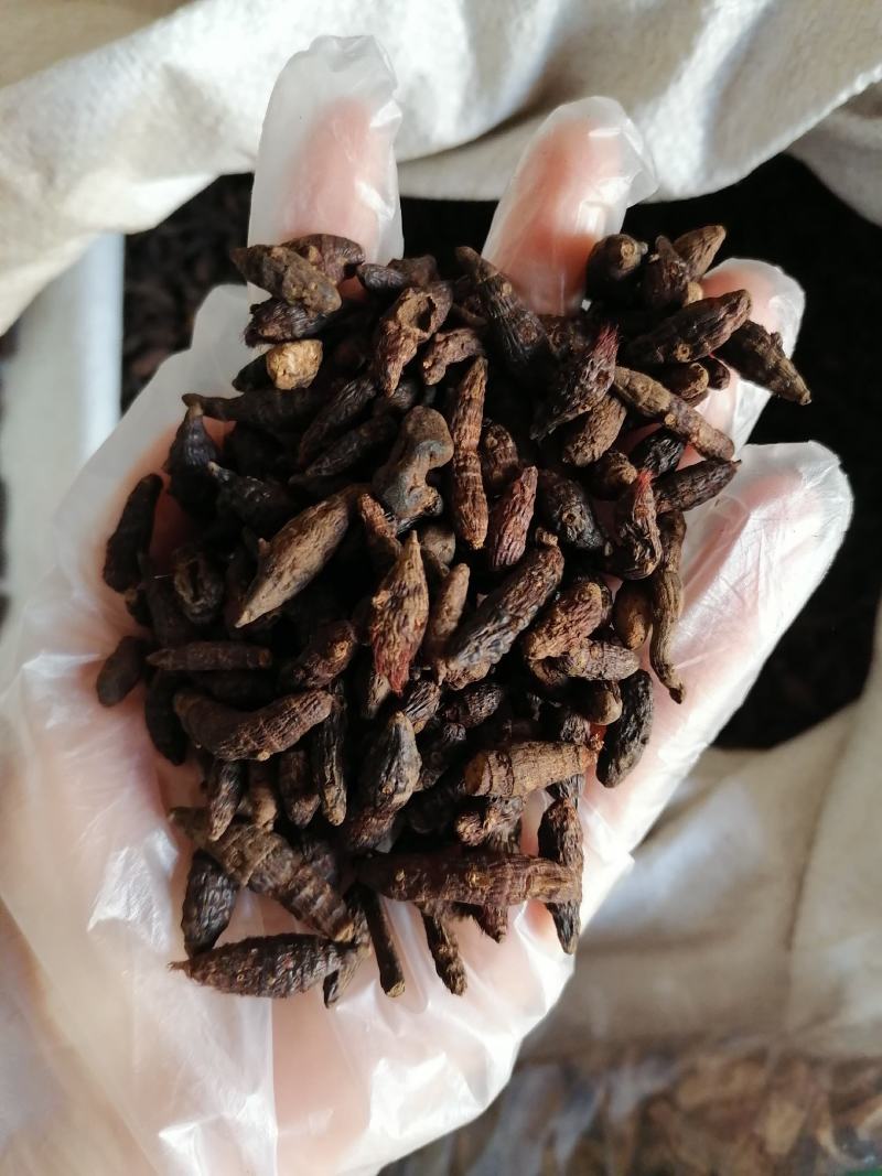 香附个各种中药材批发质量保证产地直销香附
