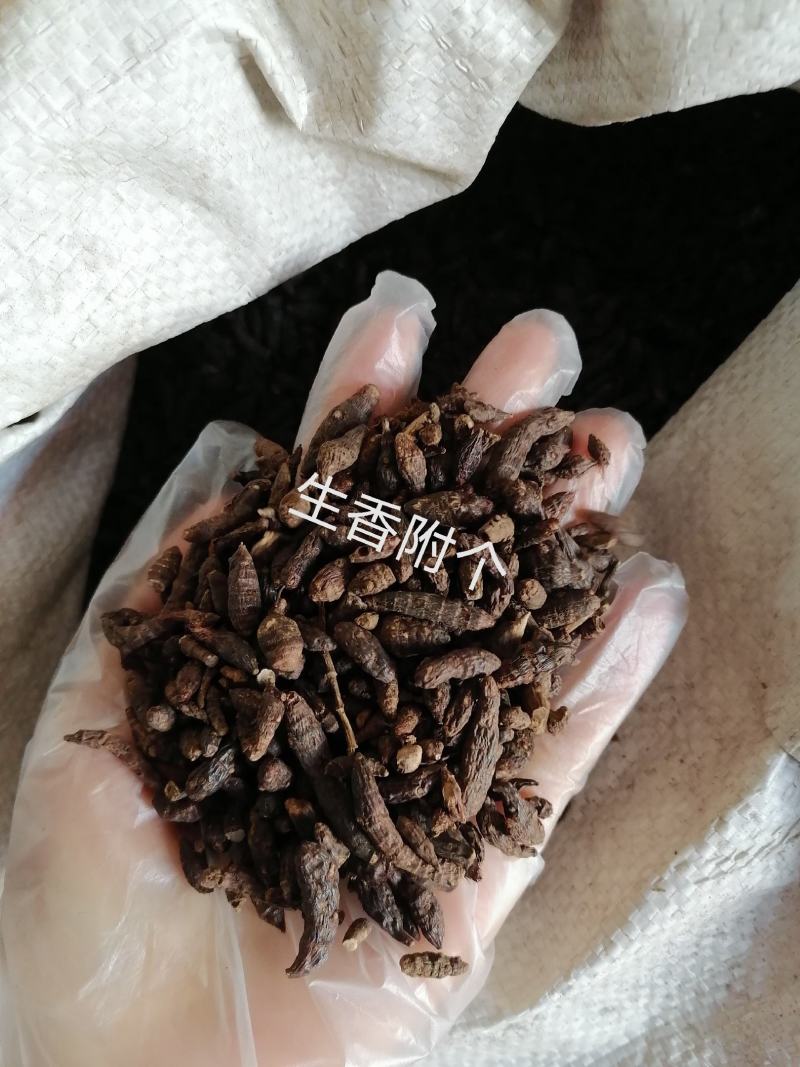 香附个各种中药材批发质量保证产地直销香附
