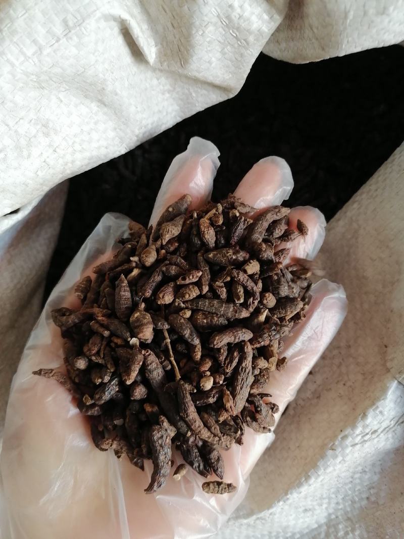 香附个各种中药材批发质量保证产地直销香附