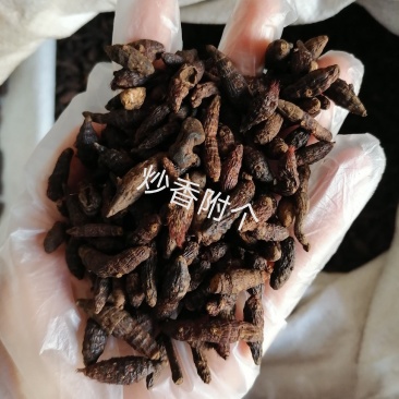 香附个各种中药材批发质量保证产地直销香附