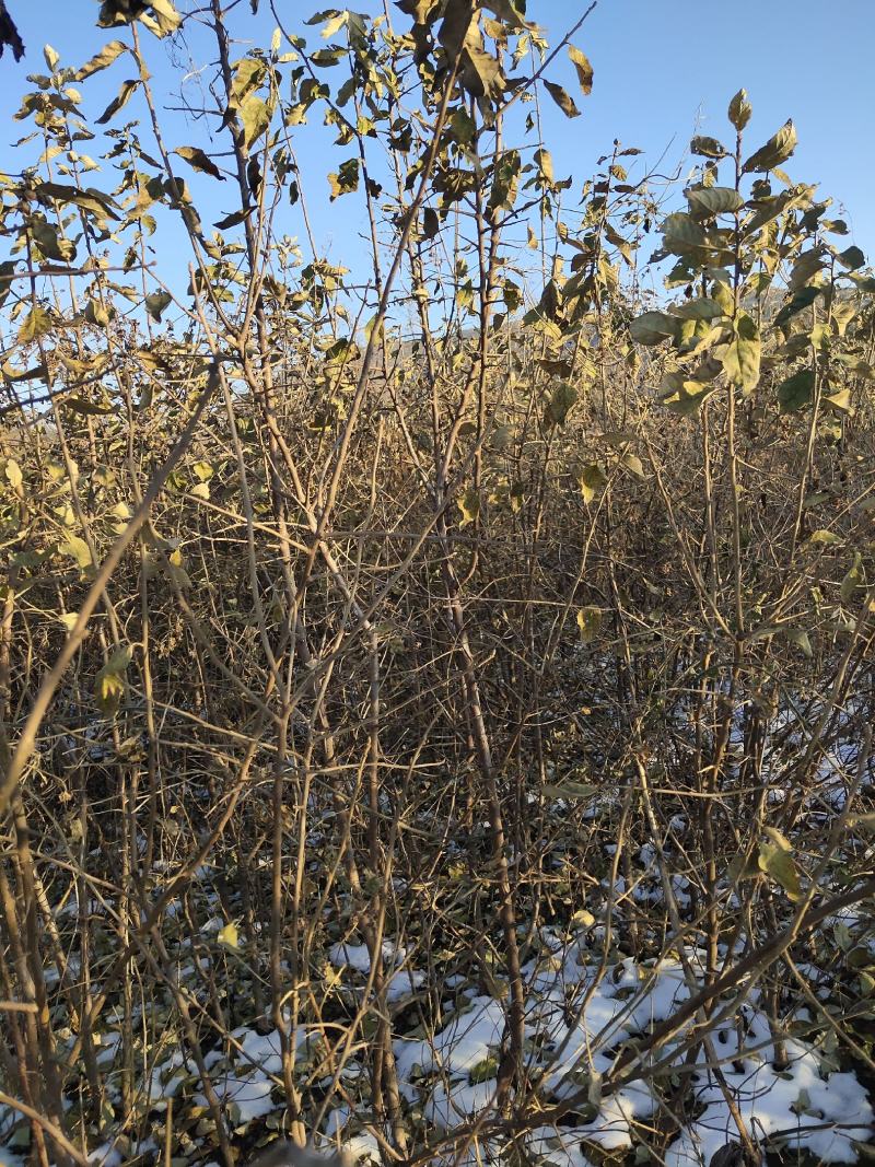 翅果油苗，翅果油苗哪里有，1～5公分翅果油苗大量出售
