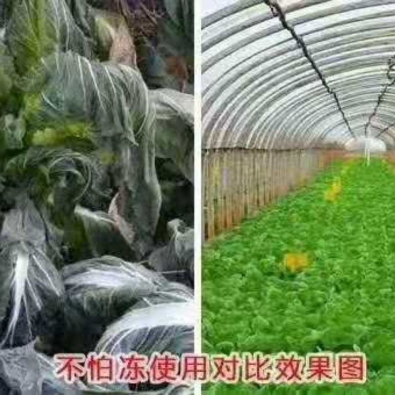 天达2116植物抗逆防冻剂果蔬抗寒稳态剂预防修复冻害活性