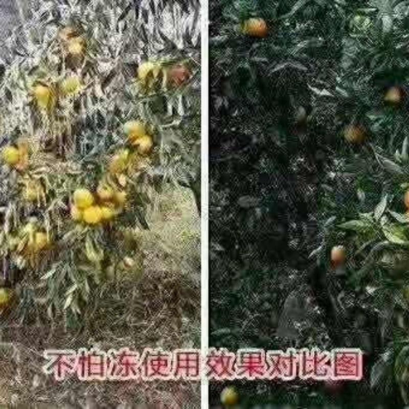 天达2116植物抗逆防冻剂果蔬抗寒稳态剂预防修复冻害活性